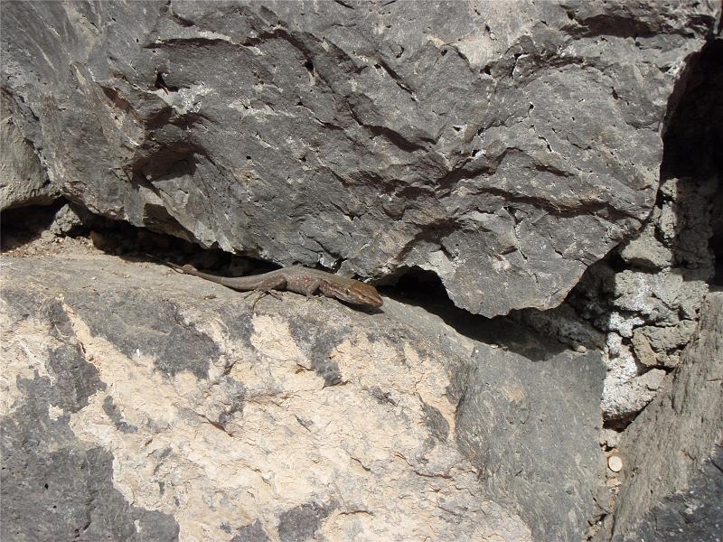 07_Teneriffa_20090401.jpg