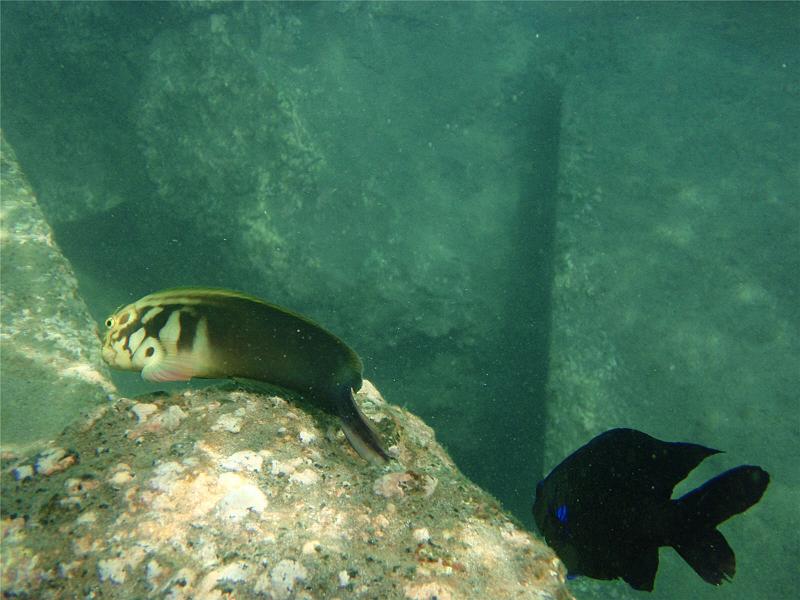 11_Teneriffa_20090401.jpg