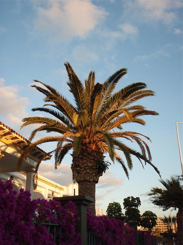 16_Teneriffa_20090401.jpg