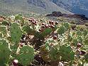 39_Teneriffa_20090401