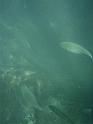 42_Teneriffa_20090401