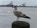 034_NewYork_2008